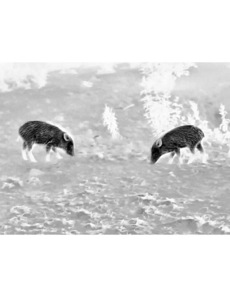 Monocular Térmico STEINER Nighthunter H35