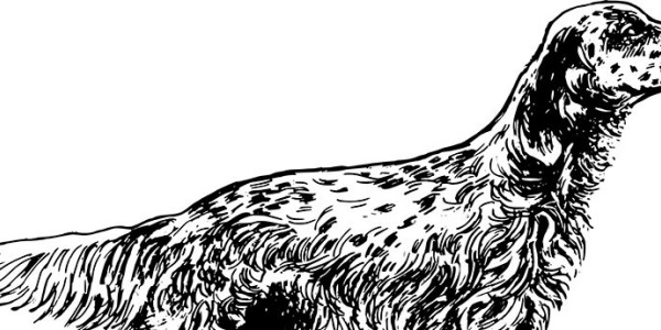 Campeonatos intercomarcales de “caza menor con perro” Castellón 2016